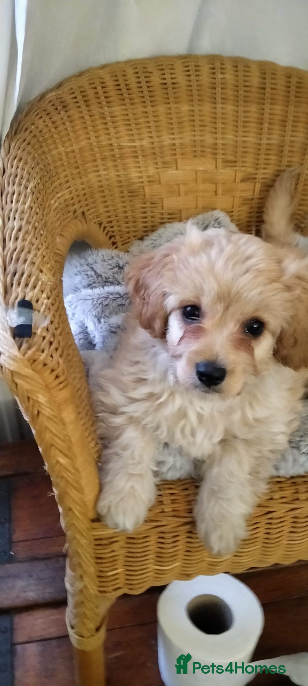 Cavachon dogs for sale:  🐾 Cavapoochon Puppies! 🐾 - Image 5