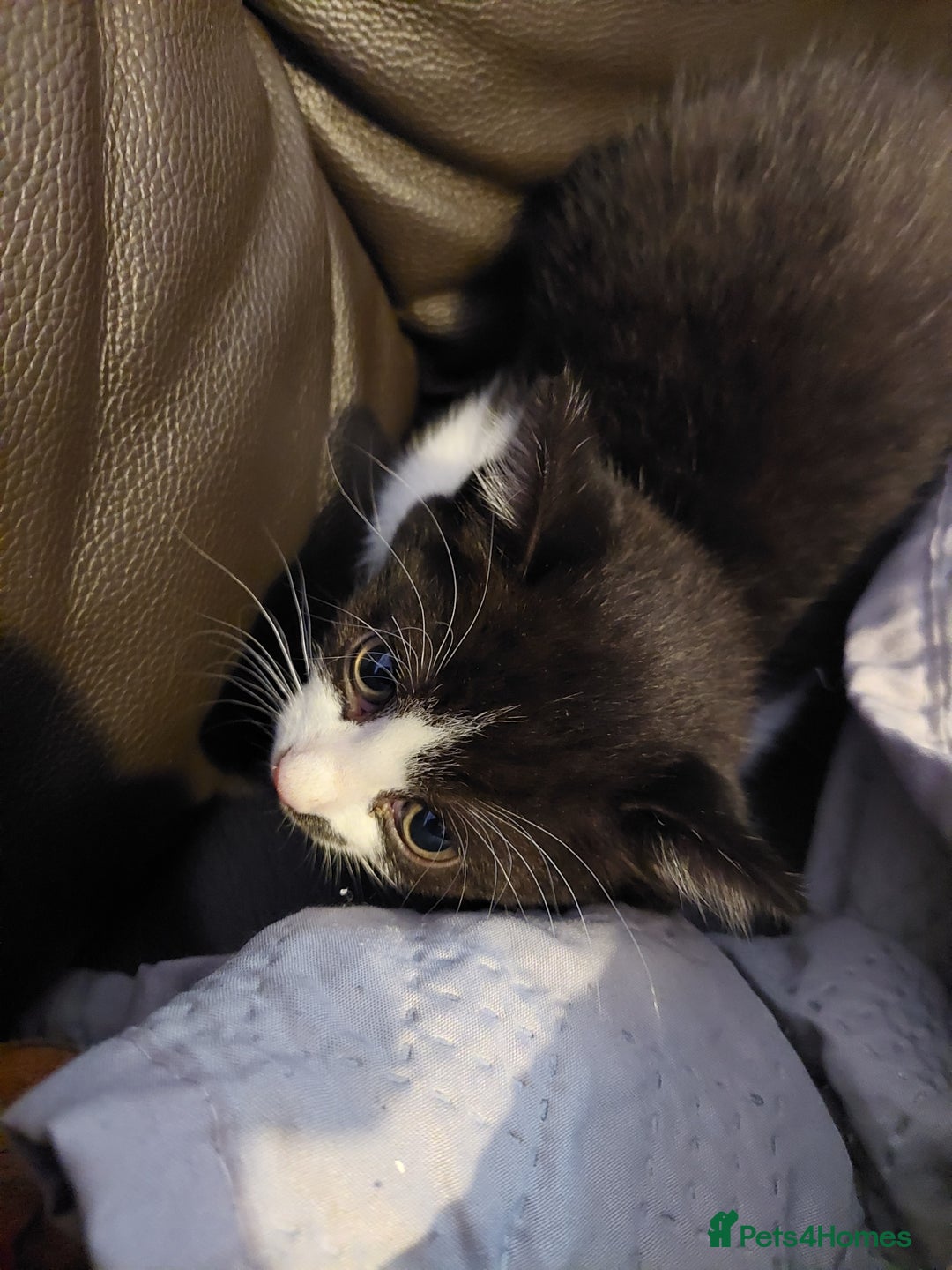 British Shorthair cats for sale: 2 kittens available - Image 1