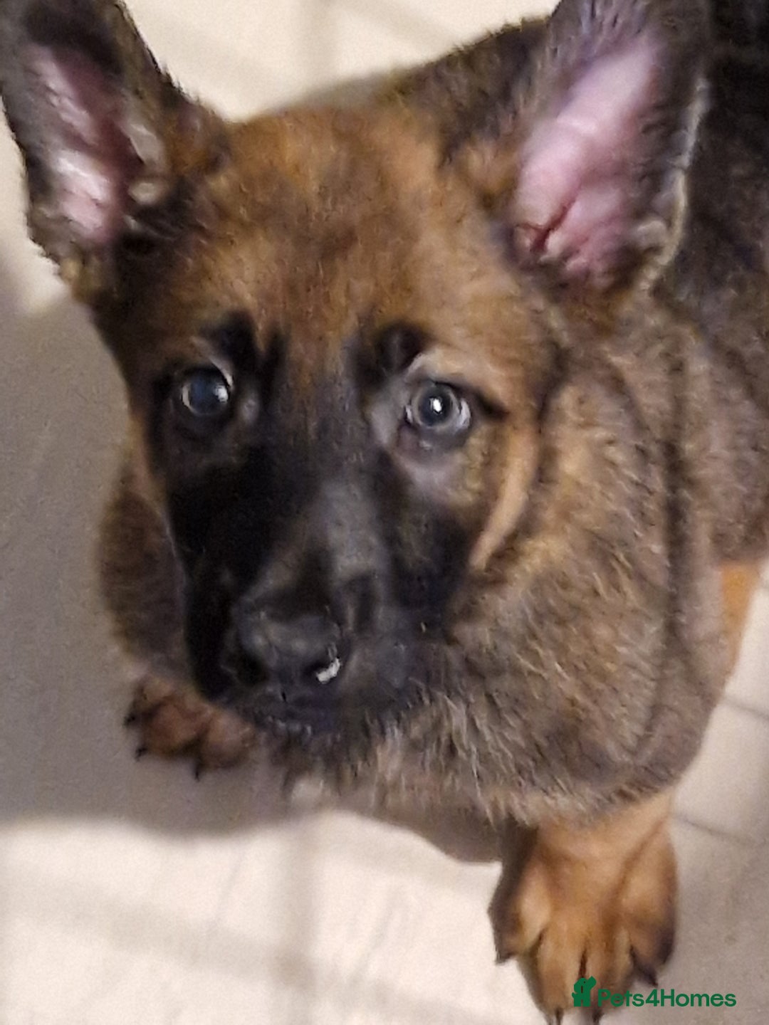 Belgian Shepherd Dog dogs for sale: Belgium Malinois Cross  - Image 9