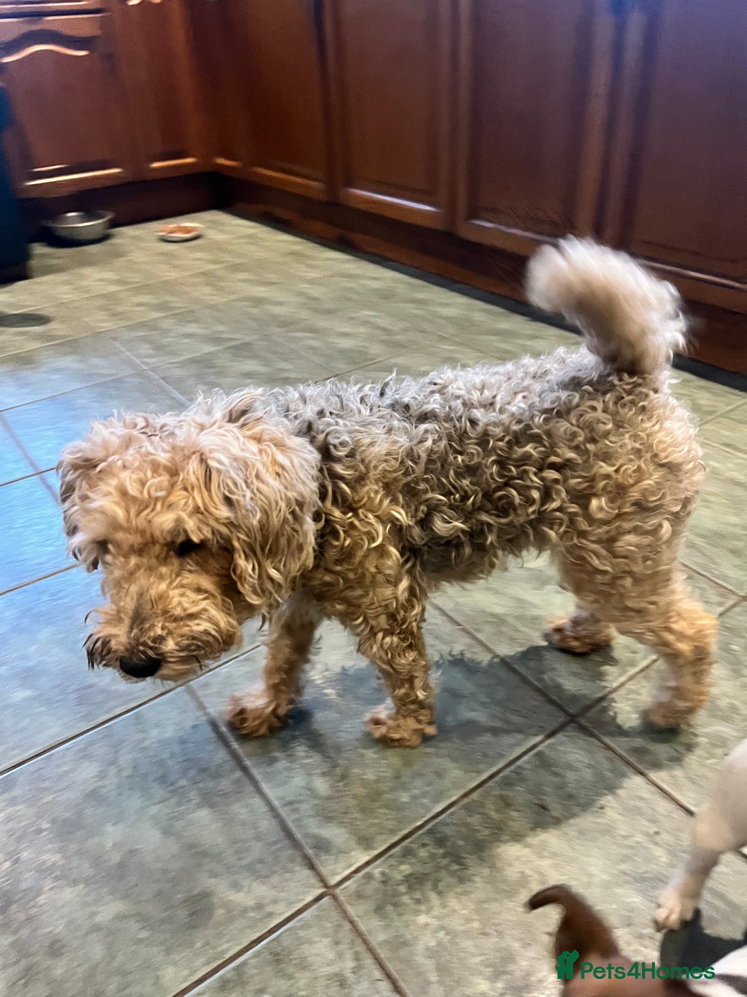 Mixed Breed dogs for sale: Gorgeous Jack Russell x Lakeland terrier puppies - Advert 5