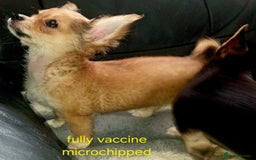 Chihuahua dogs for sale: Chihuahua fluff balls  - Image 12