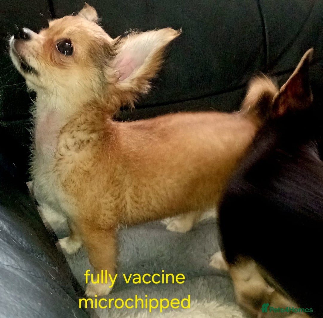 Chihuahua dogs for sale: Chihuahua fluff balls  - Image 12