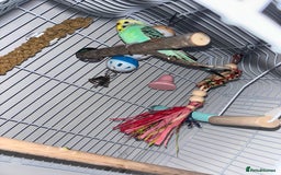 Budgerigars birds for sale: Female budgie, cage and accessories  - Image 2