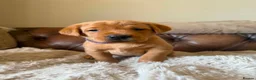 Labrador Retriever dogs for sale: Fox red Labradors puppy  in Yelverton - Advert 20