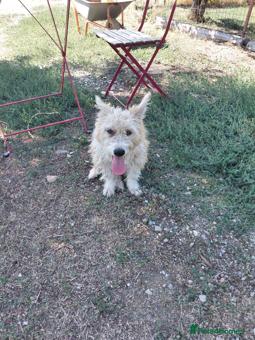 Mixed Breed dogs for adoption: A Gentle & Beautiful Girl - for a Loving Home - Image 11