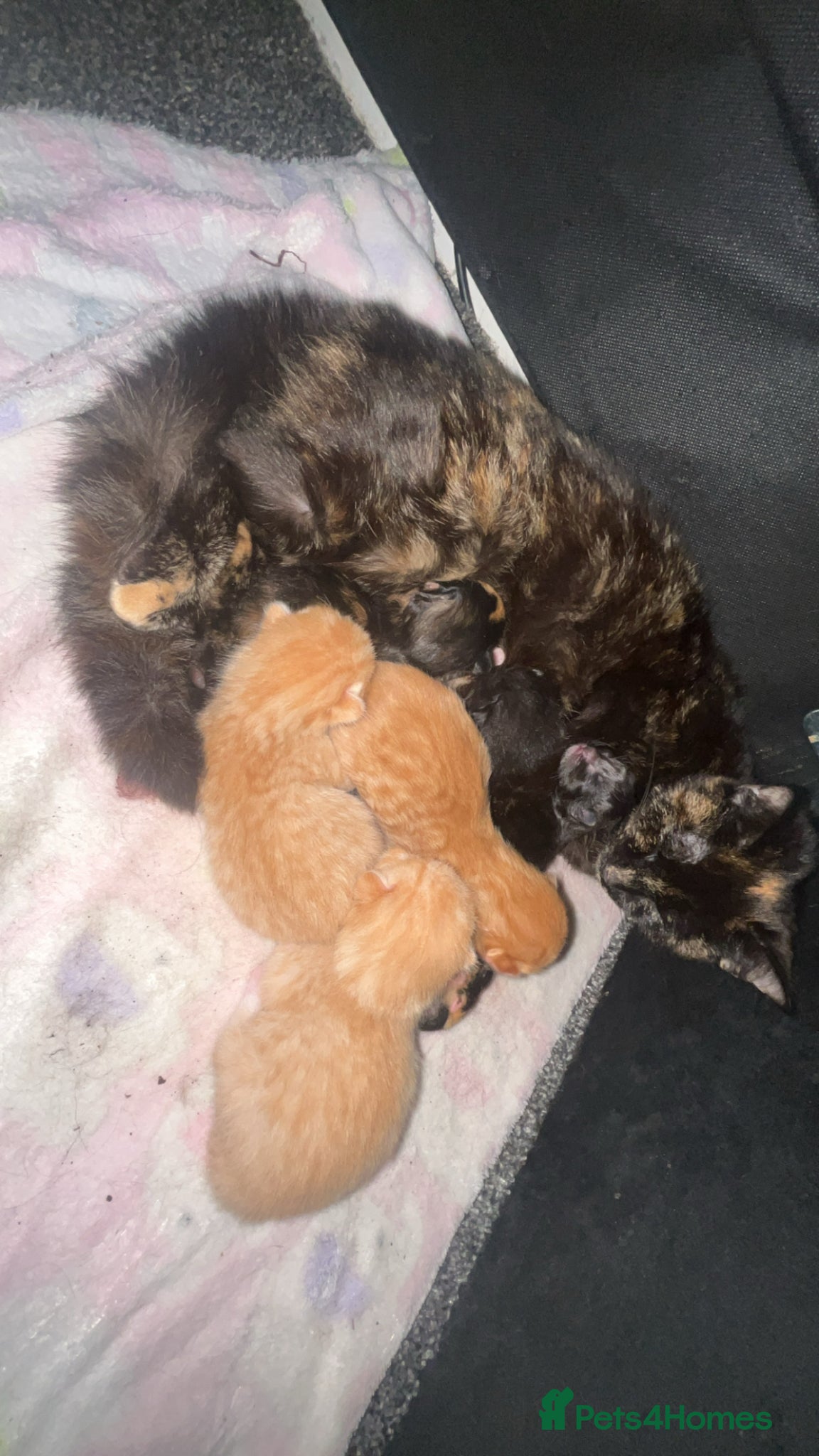 Mixed Breed cats Litter of 6 beautiful kittens  - Advert 1