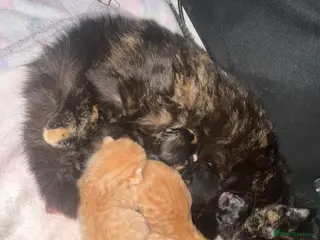 Mixed Breed cats Litter of 6 beautiful kittens - Advert 1