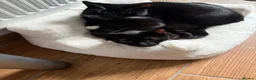 Domestic Shorthair cats for sale: Socks & Sage – Bonded Brother & Sister in Liverpool - Advert 8