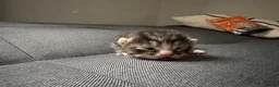 Mixed Breed cats for sale: 4 mixed breed kittens - Advert 5
