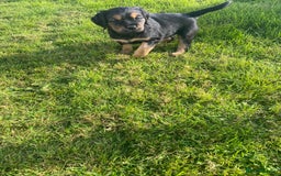 Mixed Breed dogs for sale: 8 Beautiful pups looking their forever home🥰 - Image 17
