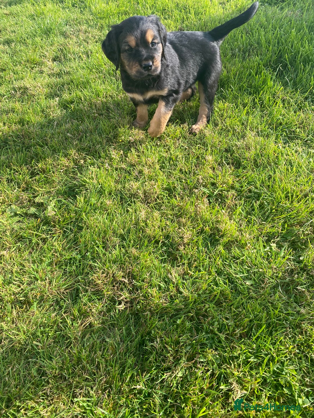Mixed Breed dogs for sale: 8 Beautiful pups looking their forever home🥰 - Image 17