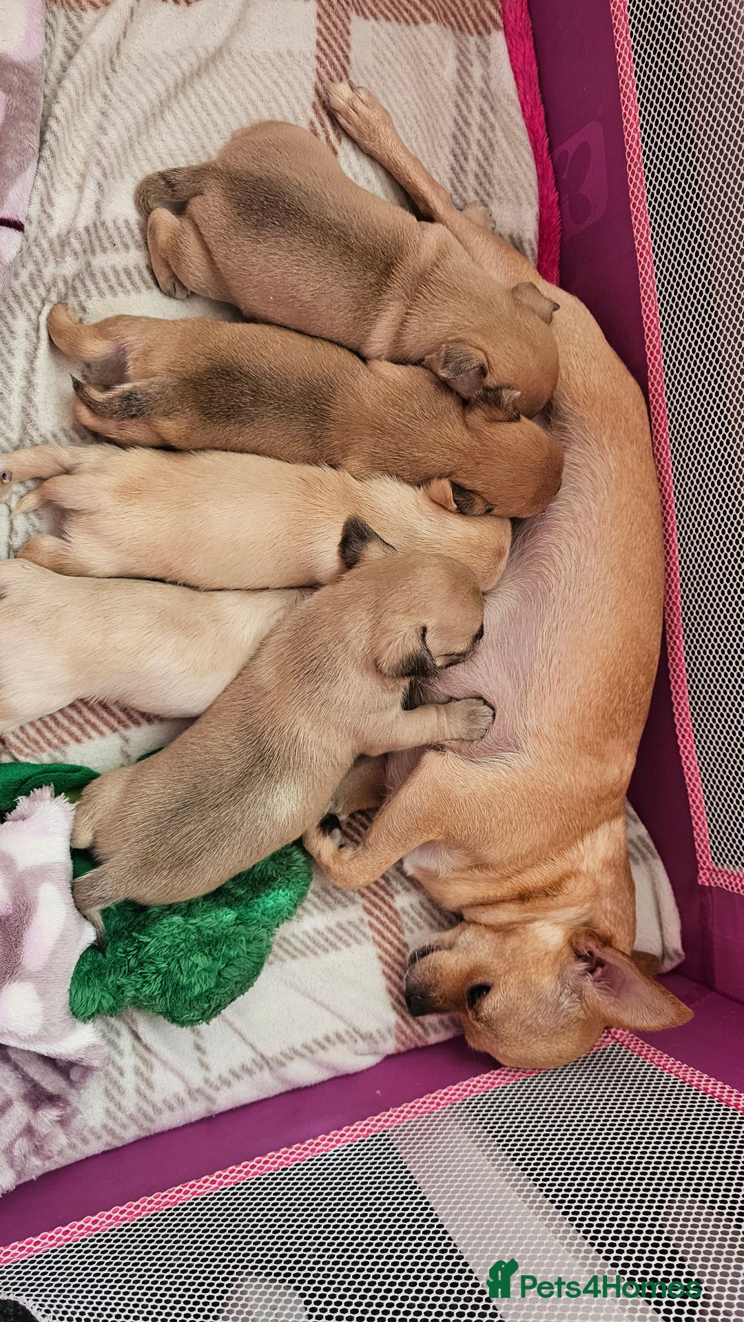 Chihuahua dogs for sale: Chihuahua long haired xs - Image 16