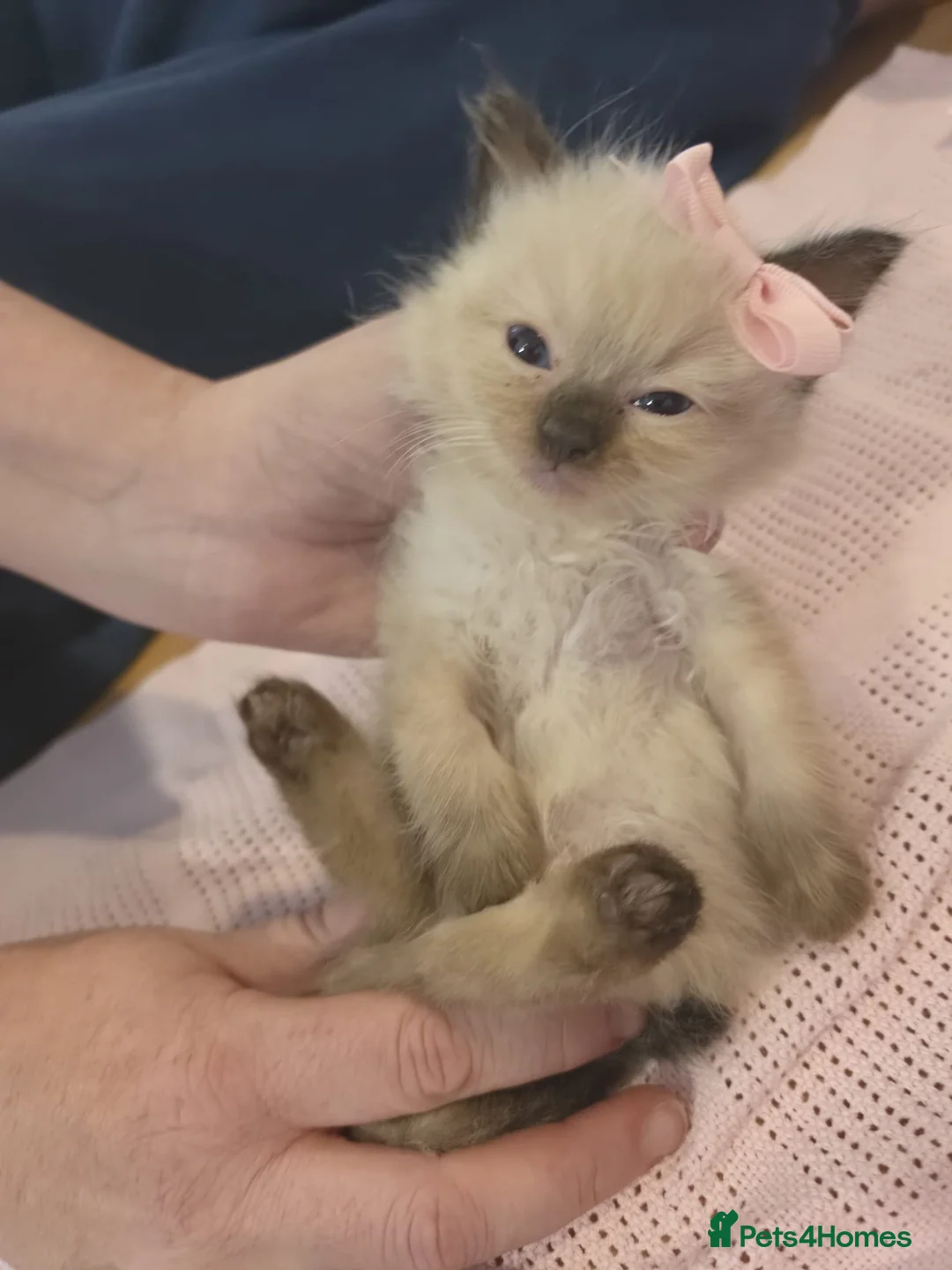 Ragdoll cats for sale: Ragdoll kittens - Advert 2