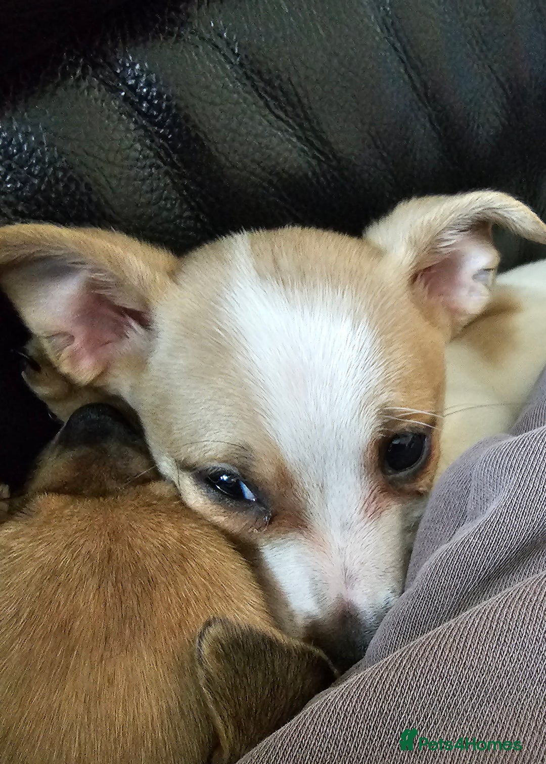 Pomchi dogs for sale: Chihuahua cross puppies  - Advert 5