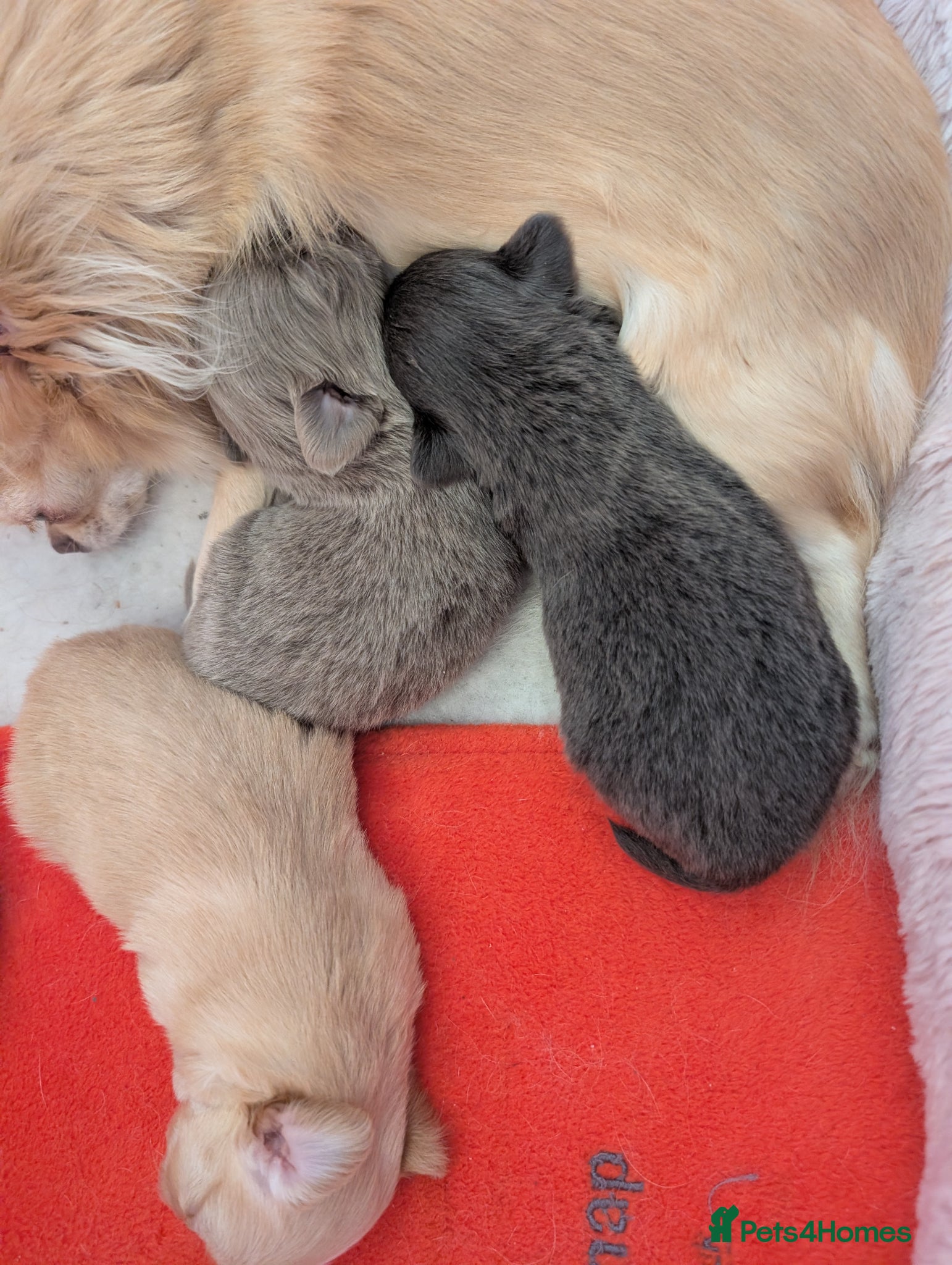 Chihuahua dogs Lilac and blue KC reg Long Coat Chihuahua Puppies - Advert 2