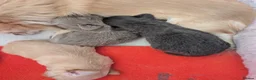 Chihuahua dogs for sale:  Teeny Tiny KC reg Long Coat Blue Chihuahua Boy - Advert 3