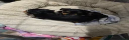 Yorkshire Terrier dogs for sale: 3 beautiful Yorkshire girl's  in Northampton - Advert 3
