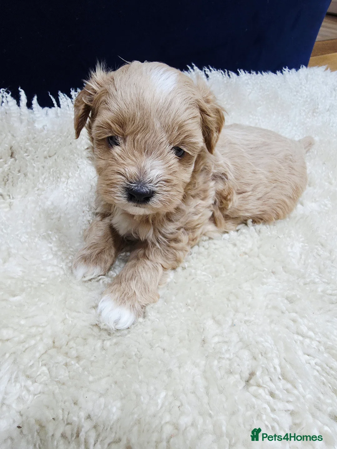 Maltipoo dogs for sale: F1B Maltipoo Puppies, Toy Size, Hypoallergenic, - Advert 4
