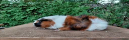 Guinea Pig rodents for sale: Baby boar guinea-pigs - Advert 1