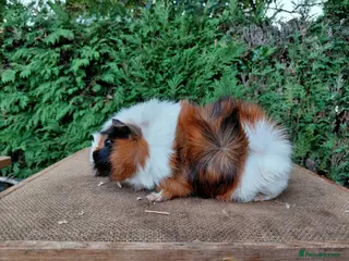 Guinea Pig rodents Baby boar guinea-pigs - Advert 6
