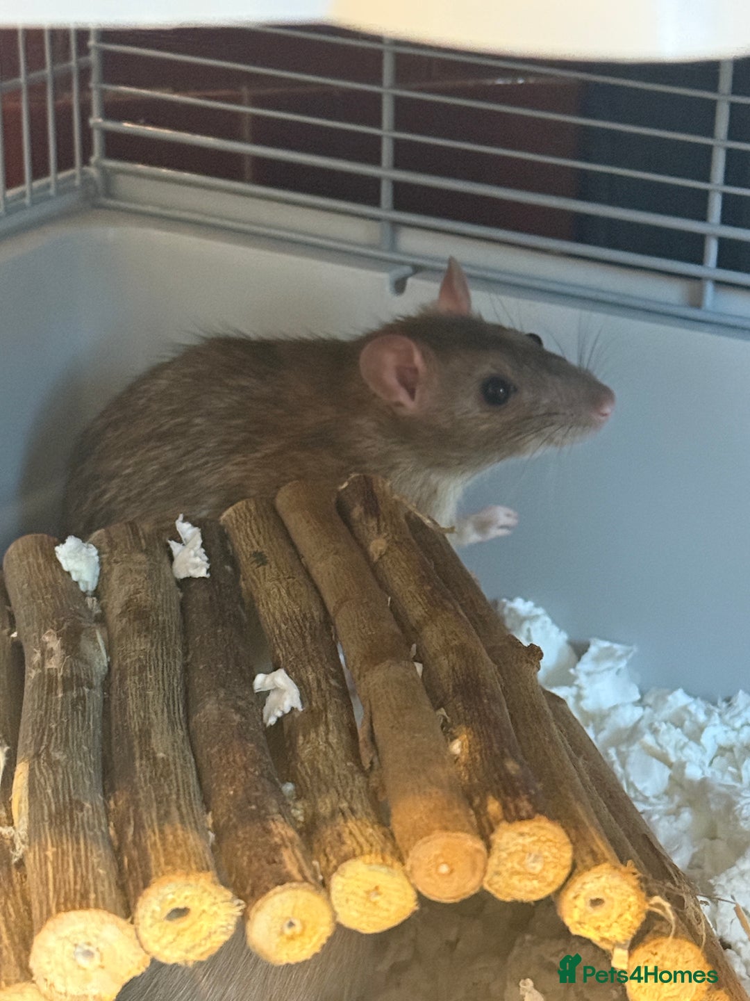 Rat rodents for sale: 2 male rats  - Advert 4