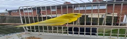 Budgerigars birds for sale: Beautiful budgies for sale  - Advert 3