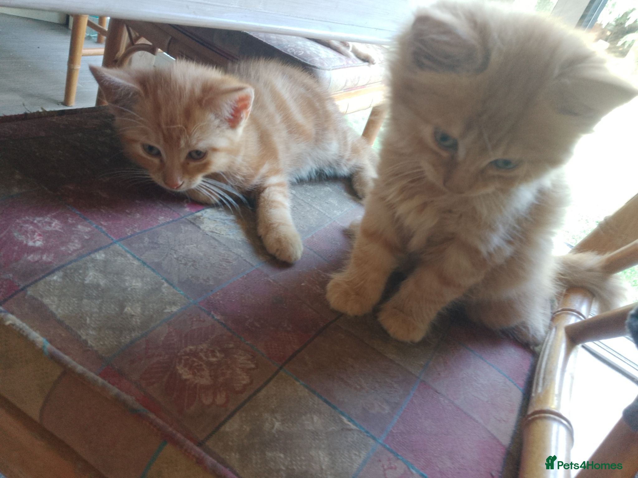 Mixed Breed cats Four Female Ginger kittens  - Advert 4