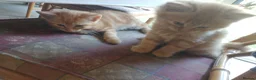 Mixed Breed cats for sale: Four Female Ginger kittens  - Advert 1
