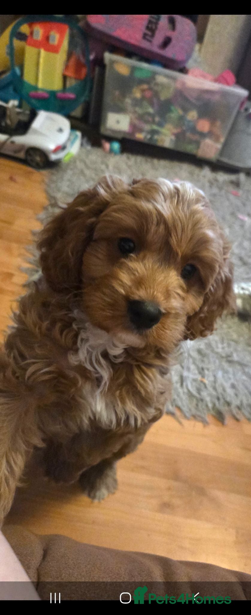 Cavapoo dogs F1 Cavapoo puppies  - Advert 2