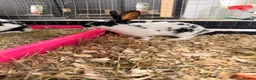 Rex rabbits for sale: Rex rabbits  in Bushmills - Advert 2