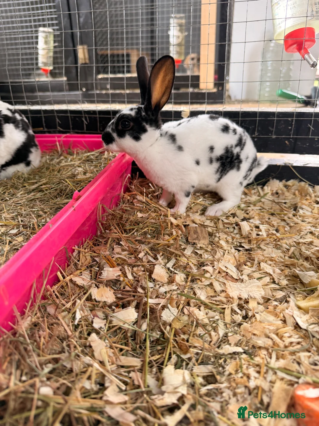 Rex rabbits for sale: Rex rabbits  in Bushmills - Advert 2