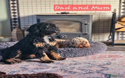 Cockapoo dogs for stud: Miniature Poodle KC Registered  - Image 9