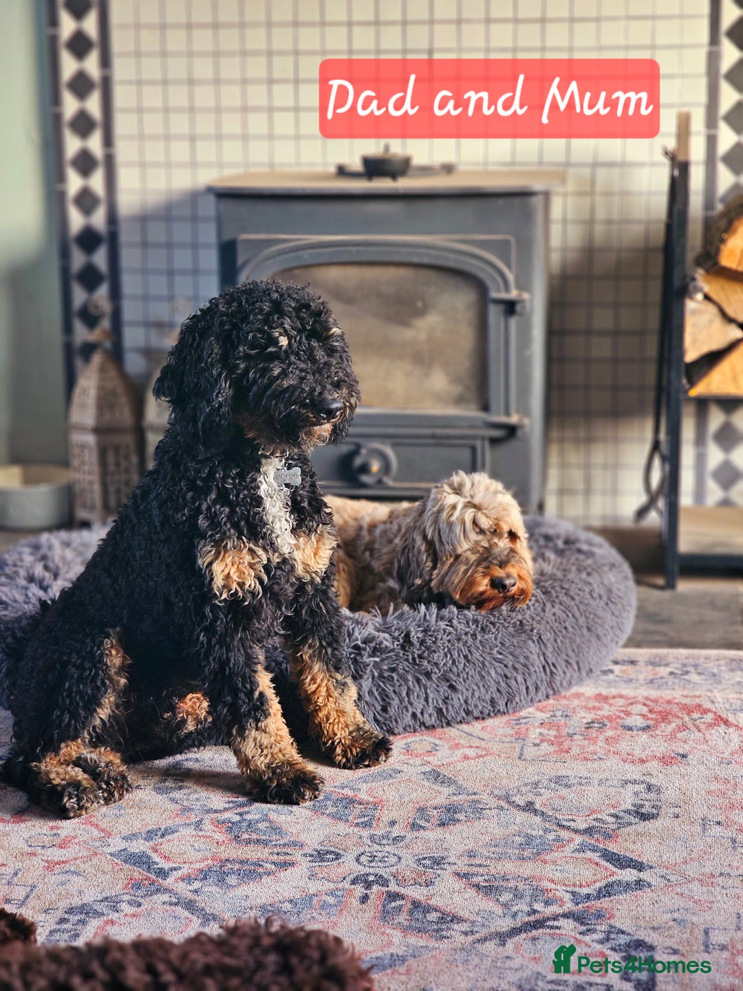 Cockapoo dogs for stud: Miniature Poodle KC Registered  - Image 9