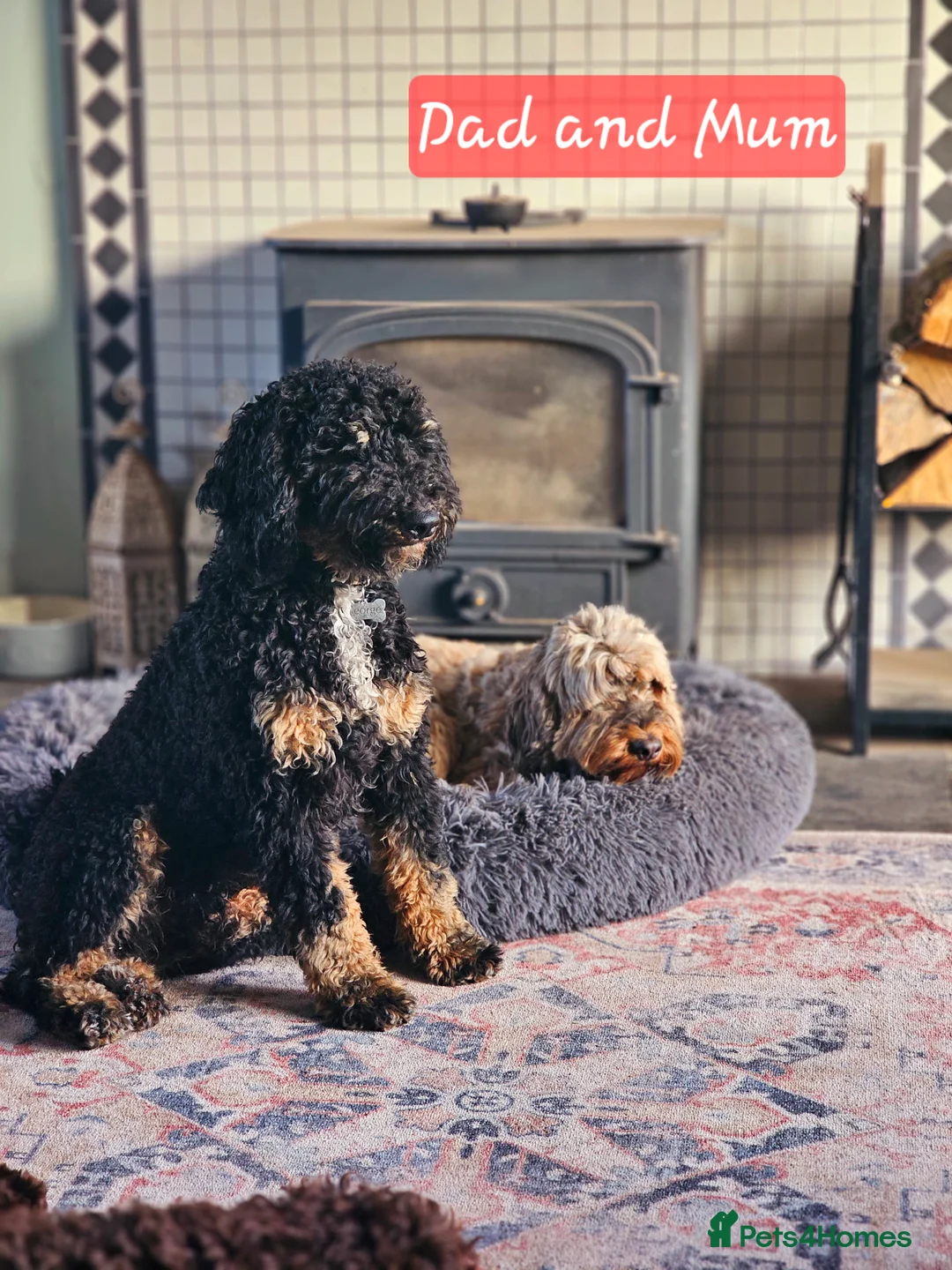 Cockapoo dogs for stud: Miniature Poodle KC Registered  - Advert 9