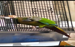 Conures birds for sale: Green cheek conure 💚 - Advert 1