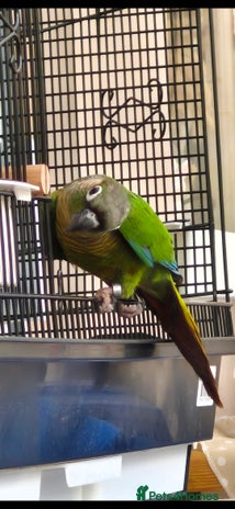 Conures birds Green cheek conure 💚 - Advert 1