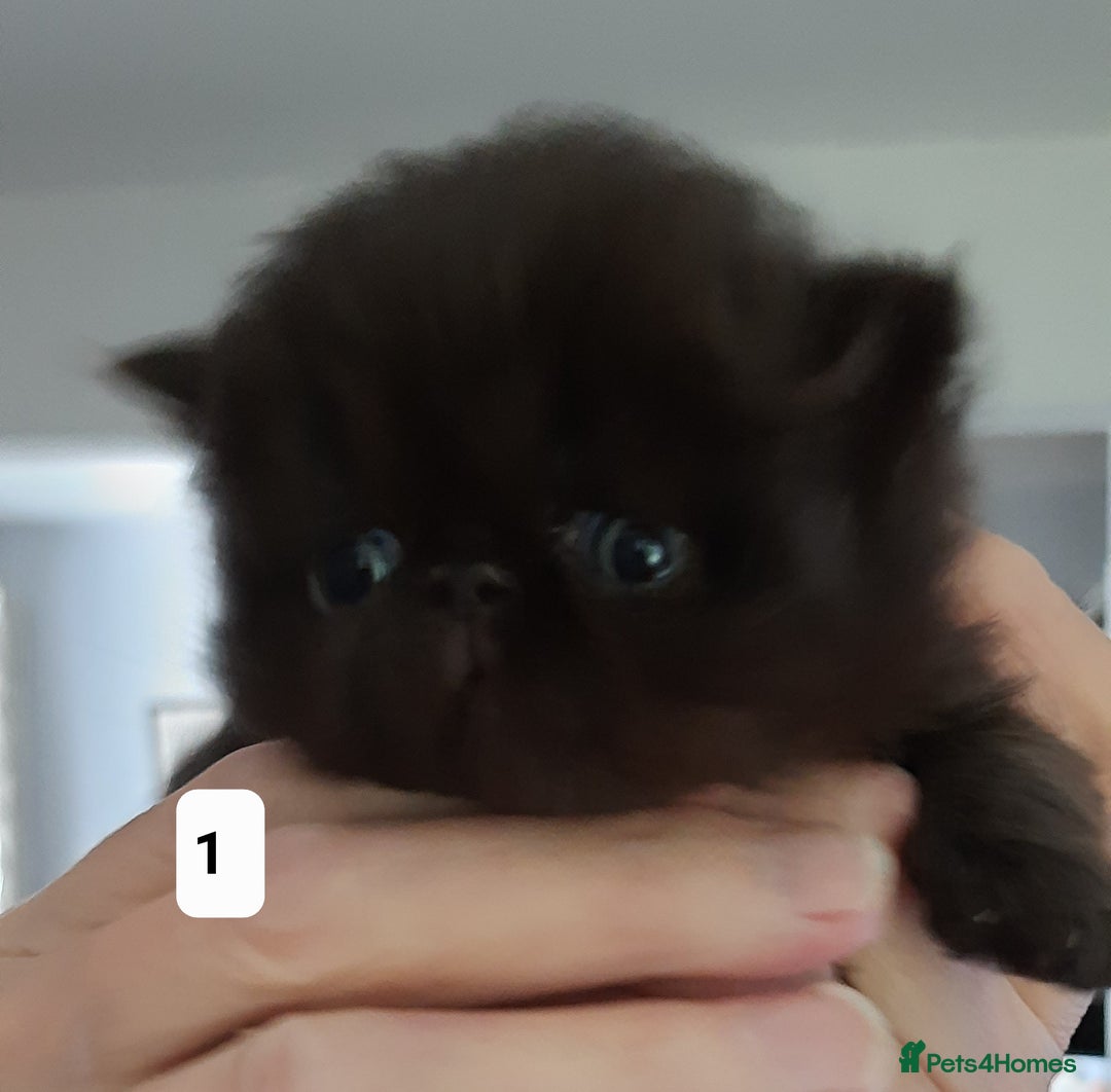 Persian cats for sale: GCCF Registered Persian kittens  - Advert 3