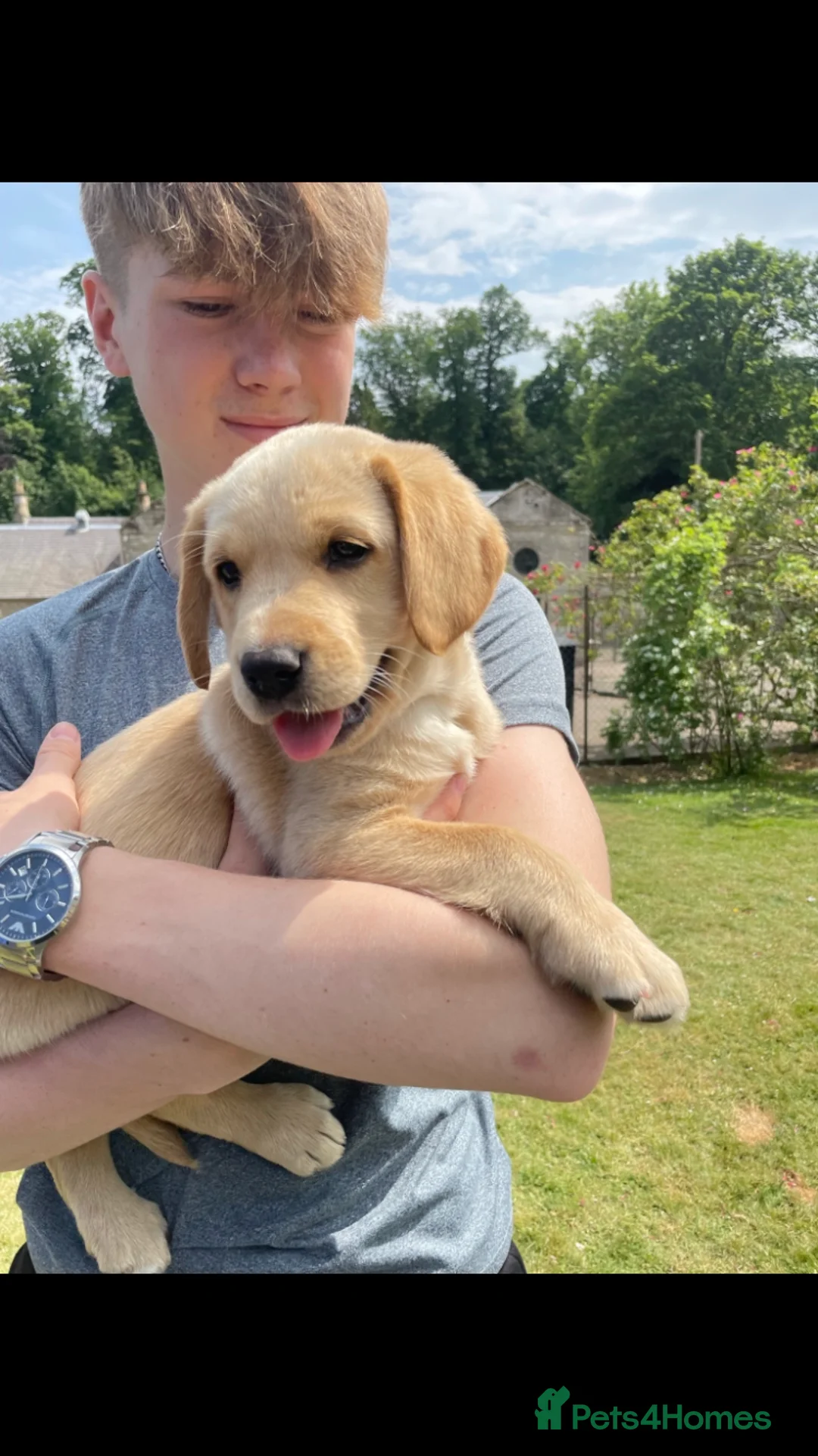 Labrador Retriever dogs for stud: Working Line Golden Labrador - Advert 5