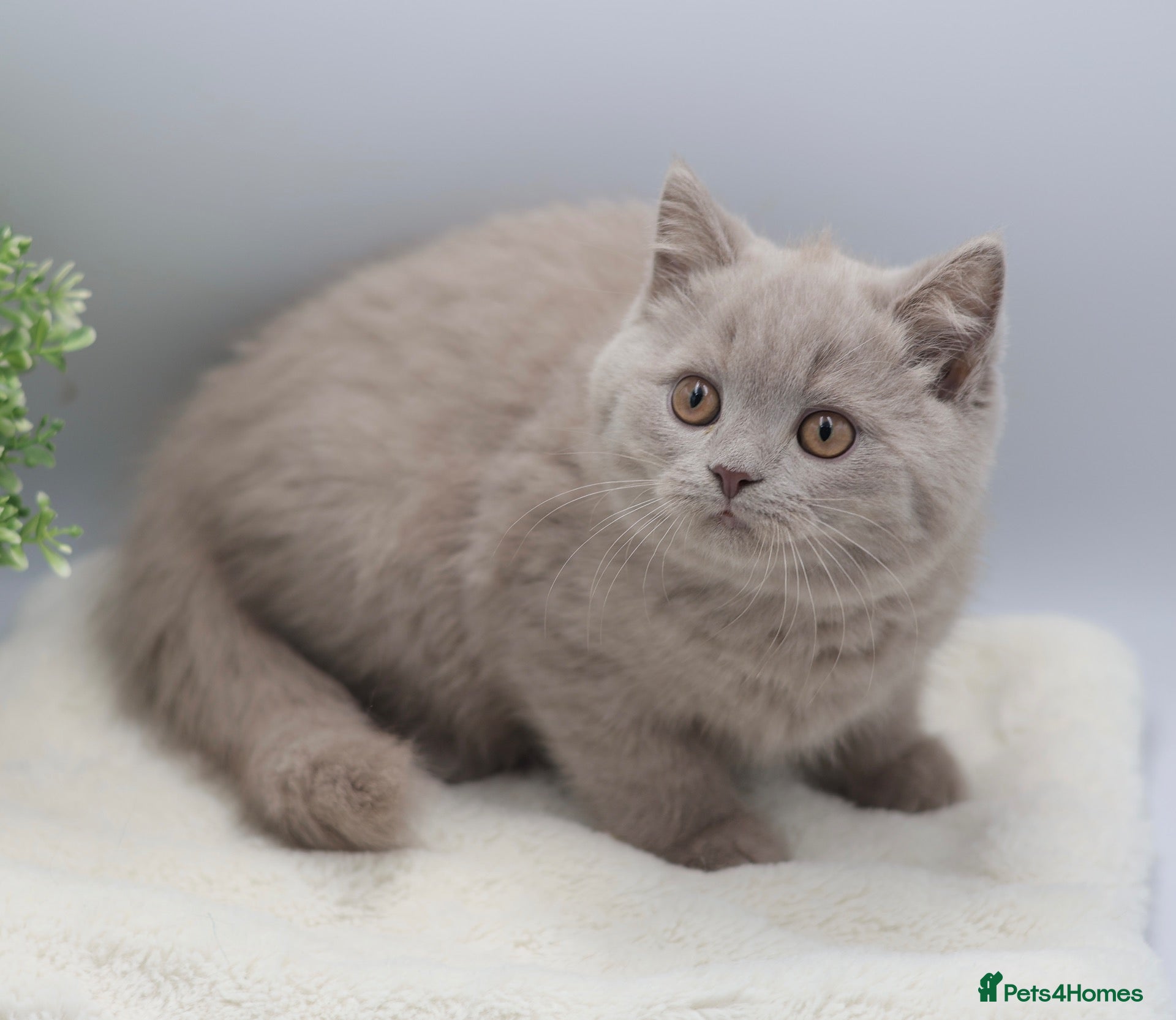 British Shorthair cats PEDIGREE REGISTERED CHUNKY BRITISH SHORTHAIRS - Advert 1