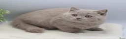 British Shorthair cats for sale: PEDIGREE REGISTERED CHUNKY BRITISH SHORTHAIRS - Advert 1