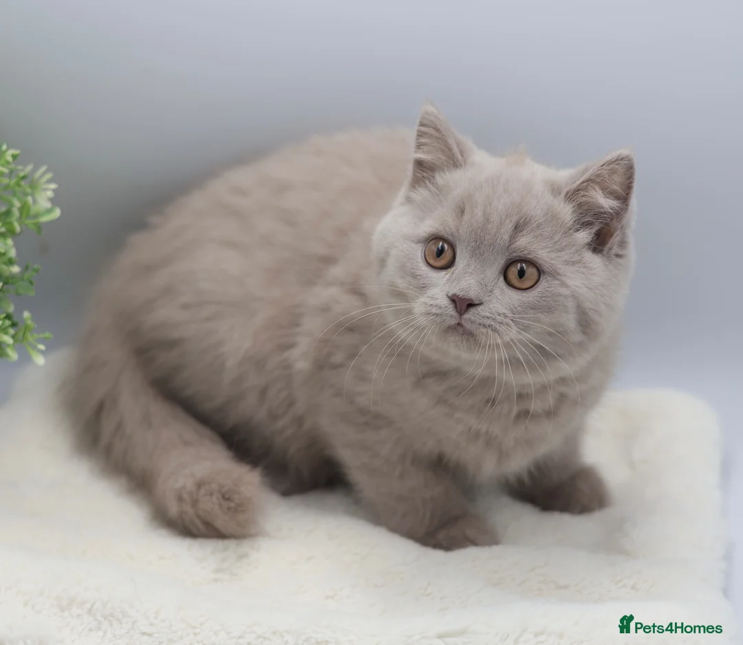 British Shorthair cats for sale: PEDIGREE REGISTERED CHUNKY BRITISH SHORTHAIRS - Advert 1