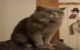 Mixed Breed cats for sale: Rescue kittens  - Image 3
