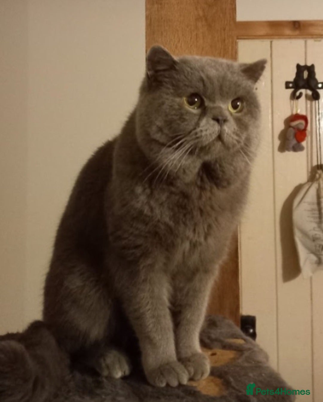 Mixed Breed cats for sale: Rescue kittens  - Image 3