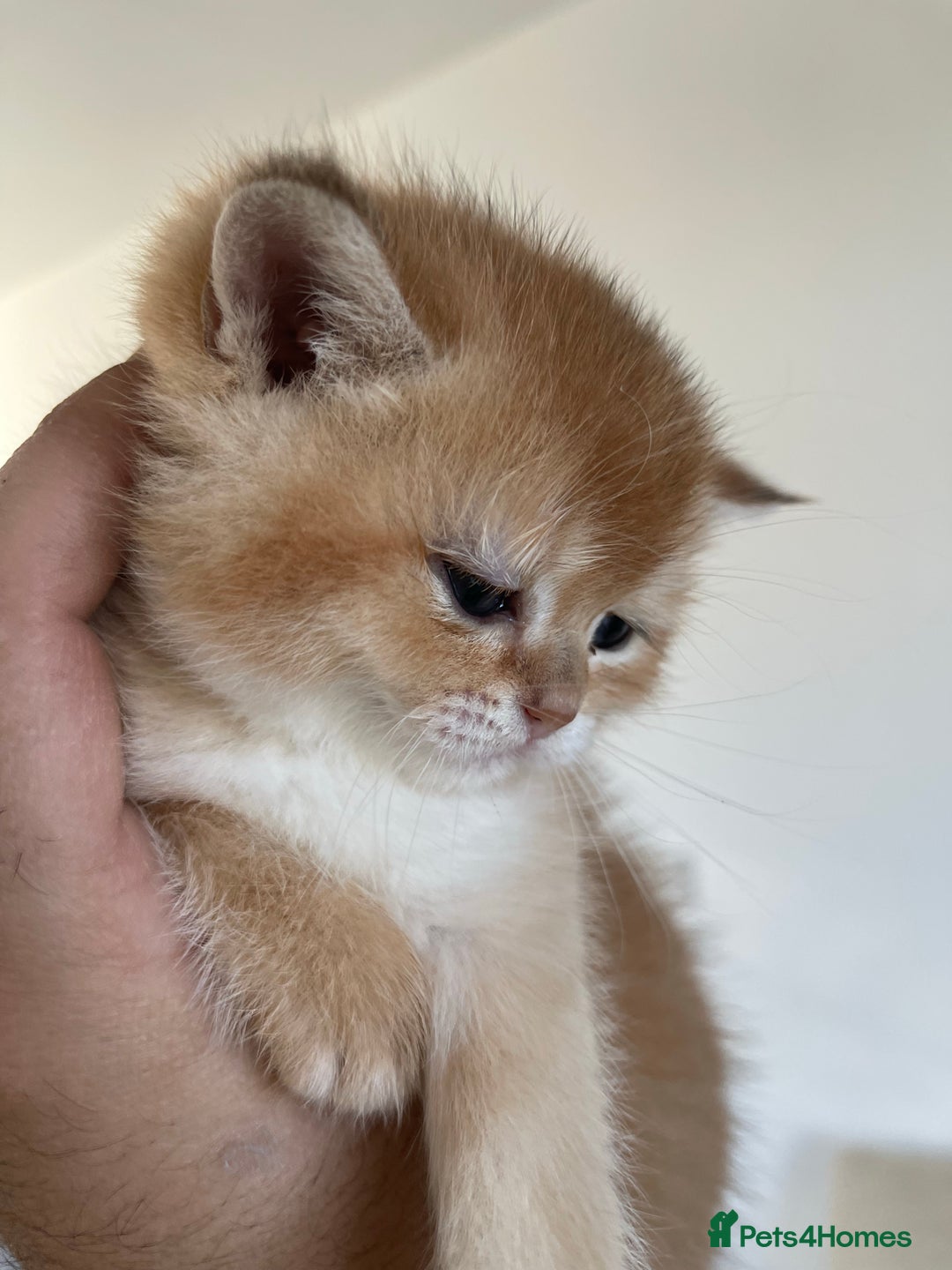 Scottish Fold cats for stud: GOLD CHINCHILLA SCOTTISH STRAIGHT PEDIGREE. STUD in London - Advert 11