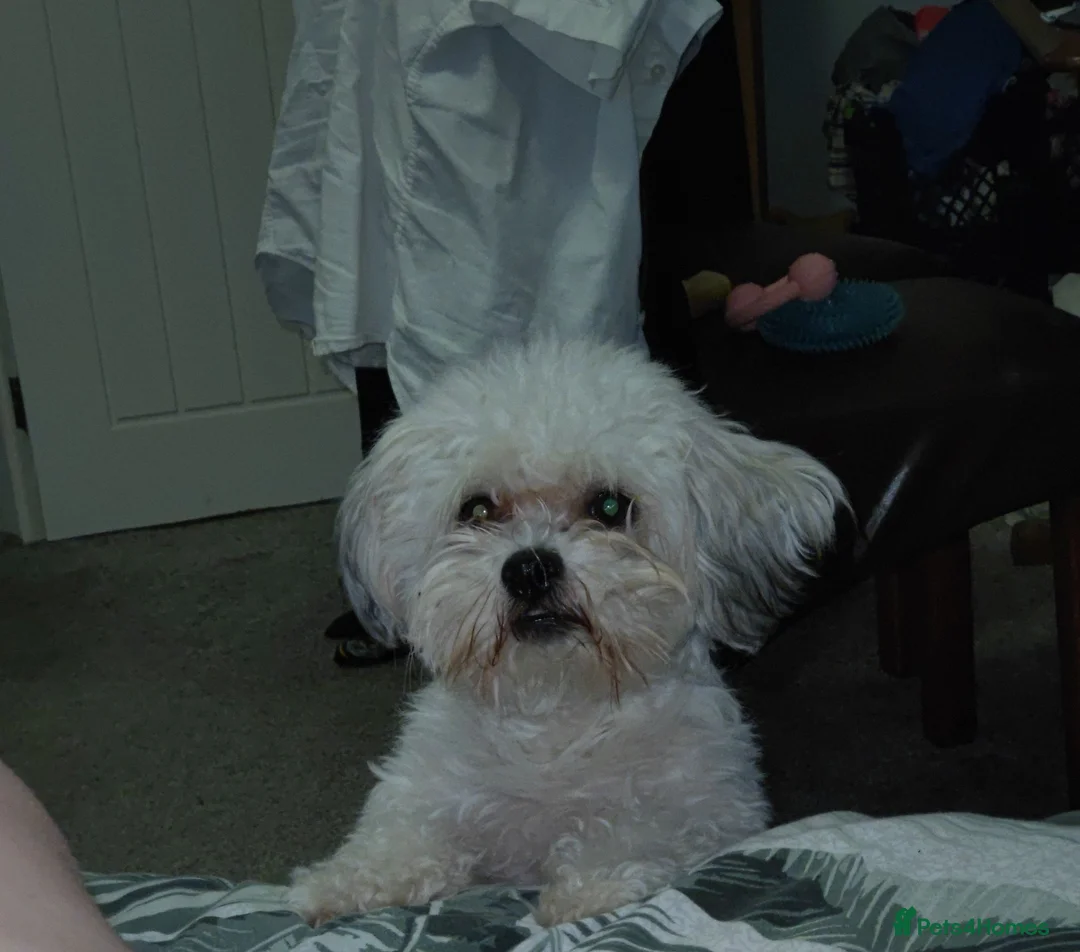 Mixed Breed dogs for sale: Whinnie - Advert 1