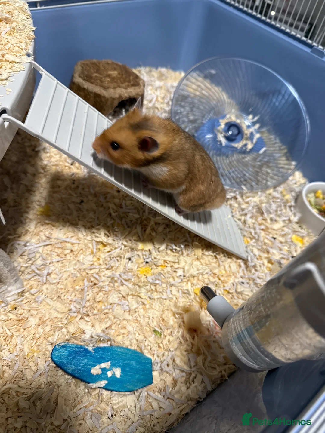 Hamster rodents for sale: Syrian hamster - Advert 4