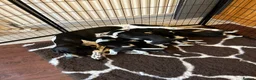 Pointer dogs for sale: Gorgeous KC reg Pointer Puppies in Maidstone - Advert 3