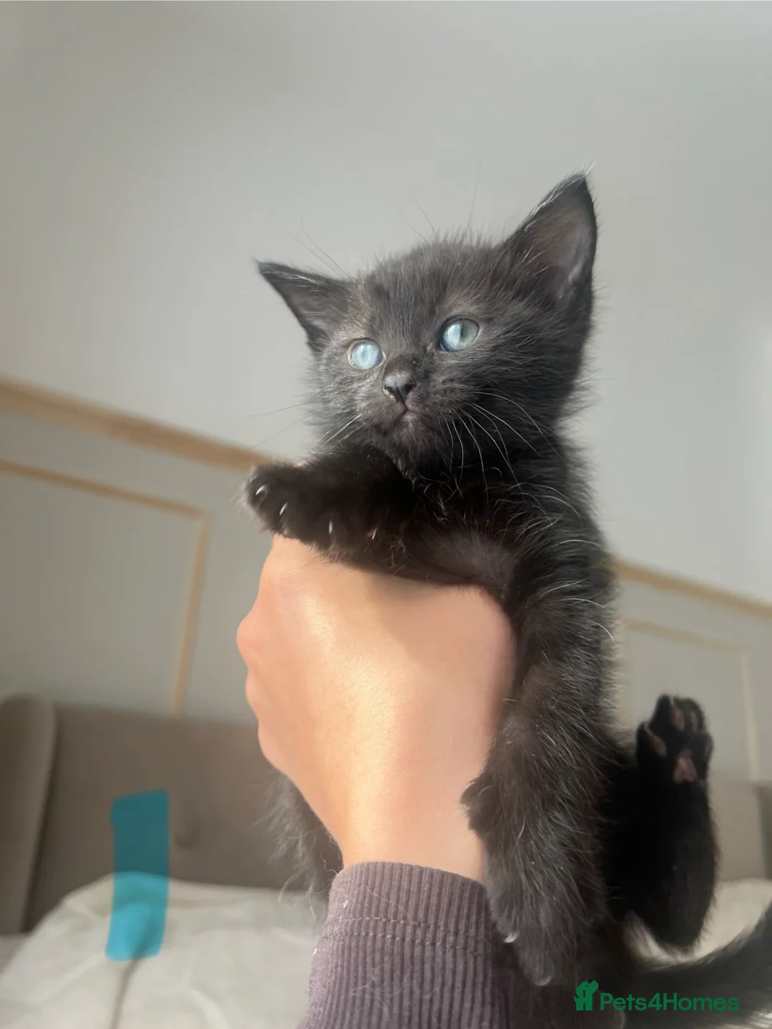 Mixed Breed cats for sale: Ragdoll Cross Kittens  - Advert 16