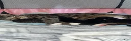 Domestic Shorthair cats for sale: Kittens willenhall in Willenhall - Advert 2