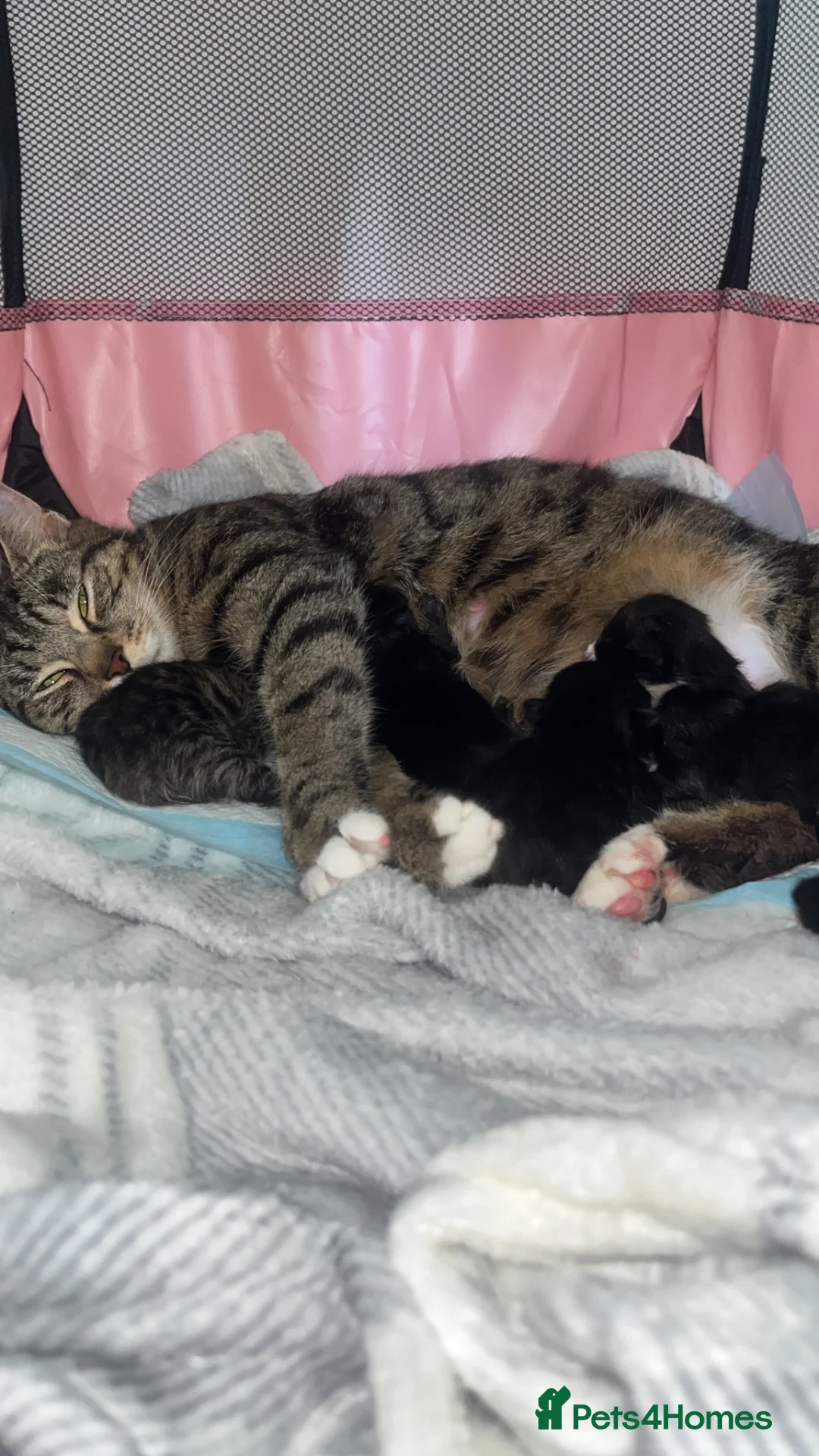 Domestic Shorthair cats for sale: Kittens willenhall in Willenhall - Advert 2